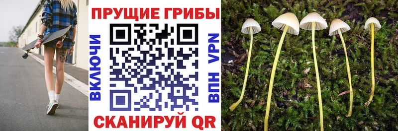 Галлюциногенные грибы Cubensis наркошоп Южно-Сухокумск
